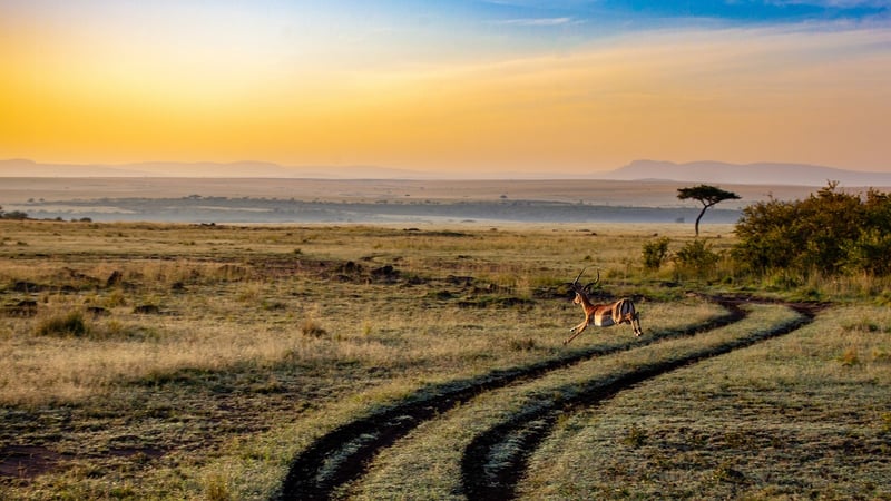 Maasai Mara, Kenya