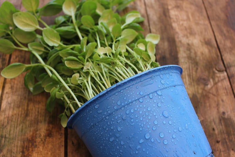 Indoor Plants